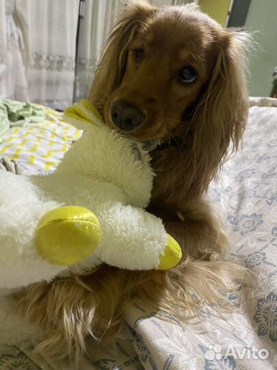 Кокер спаниель