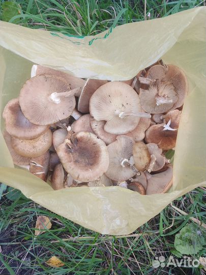 Грибы опята