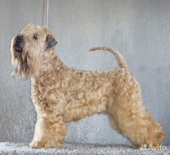 Питомник РКФ предлагает щенков пшеничного терьера