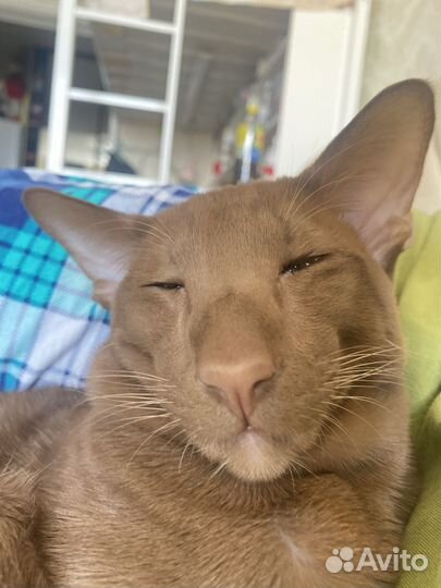 Вязка кошек