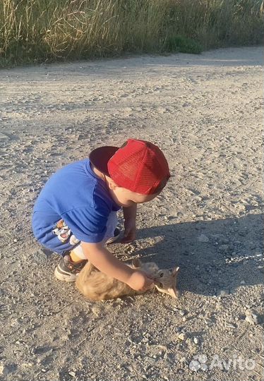 Рыжий котенок в добрые руки бесплатно