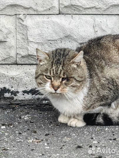 Кот кошка ищет хозяев
