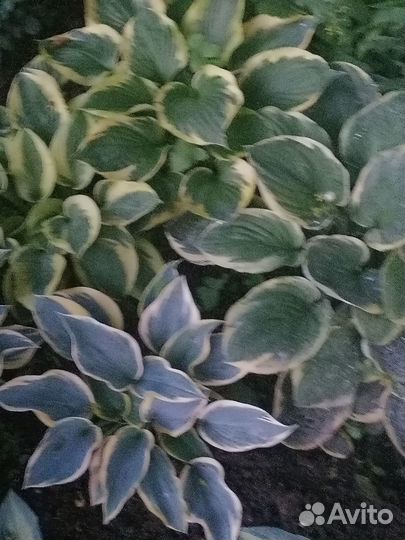 Хосты (разные сорта)