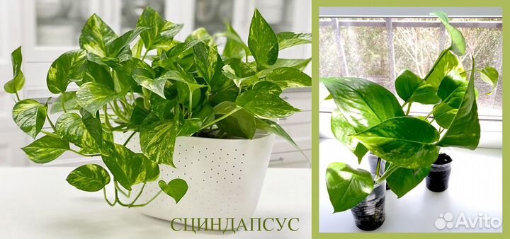 Комнатные растения