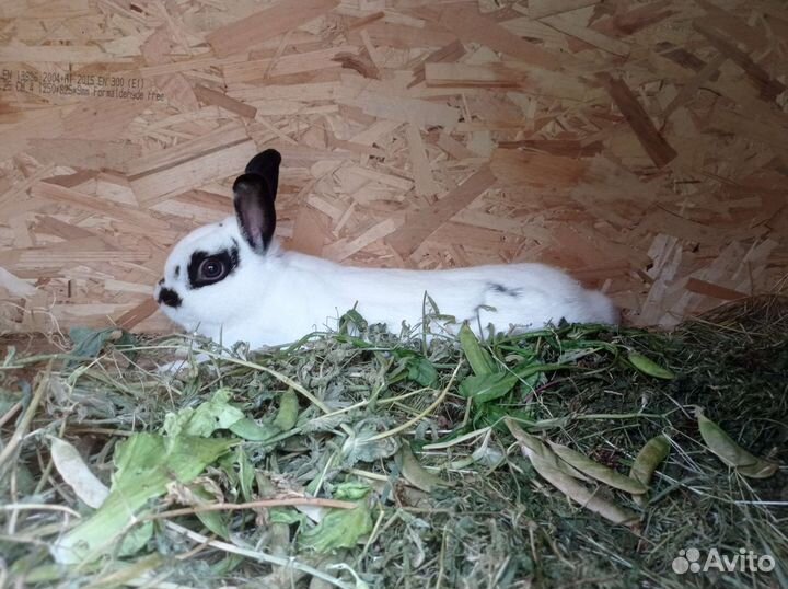 Вязка кролика