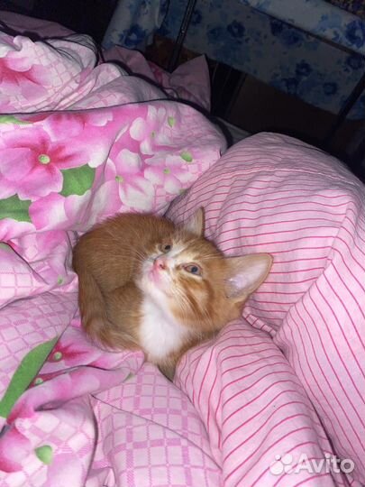 Котенок