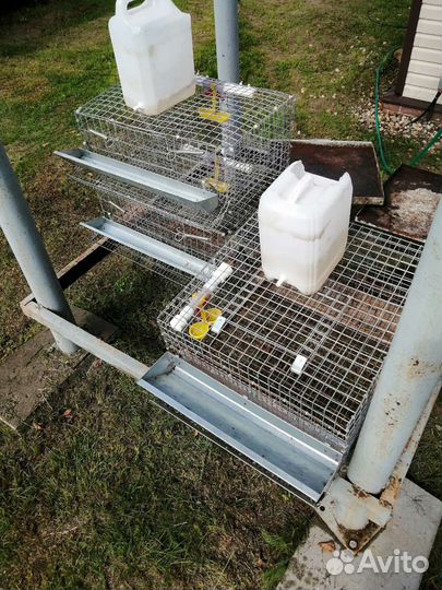 Клетки для перепелов