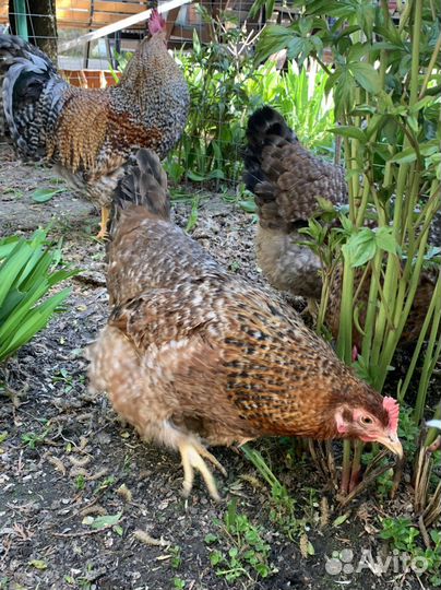 Инкубационное яйцо белефельдер