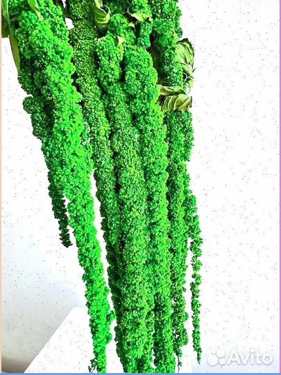 Амаpaнт крапива, ель, утолщенный