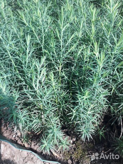 Можжевельник виргинский сеянцы