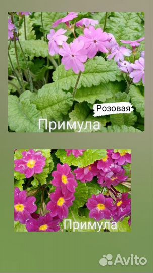 Рассада цветов