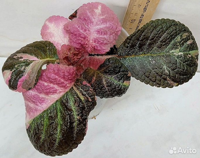 Комнатные растения цветы