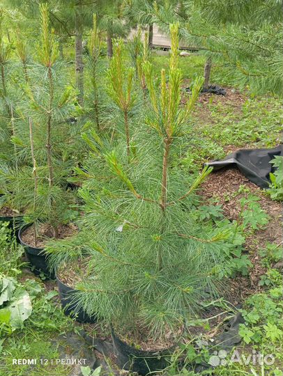 Кедр, лиственница, туя, пихта