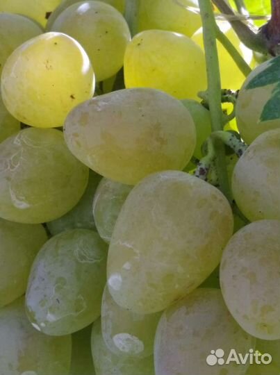 Виноград. монарх саженцы