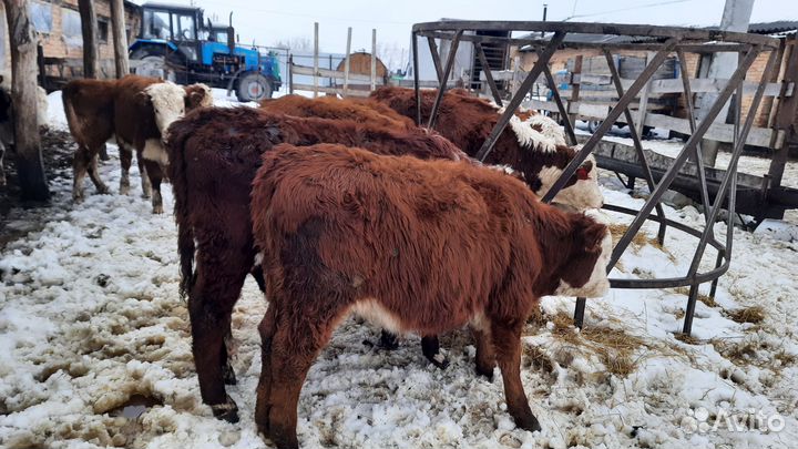 Бычки и быки сементалы