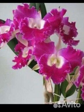 Орхидея Каттлея