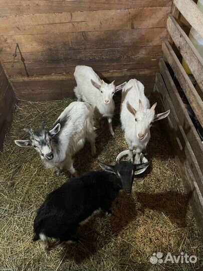 Козлята