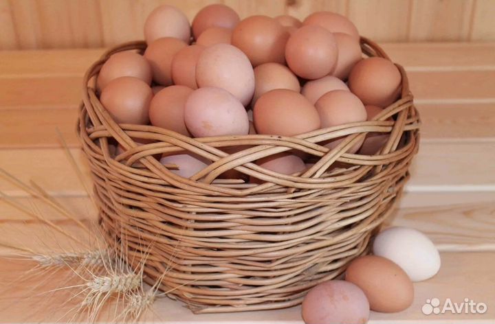 Домашние куриные яйца