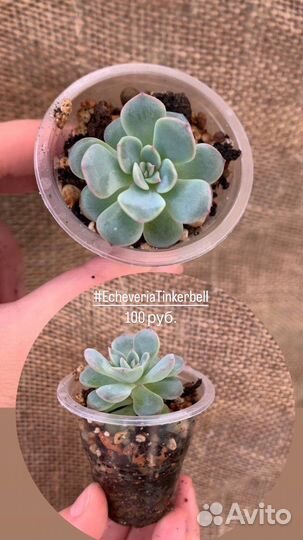 Суккуленты