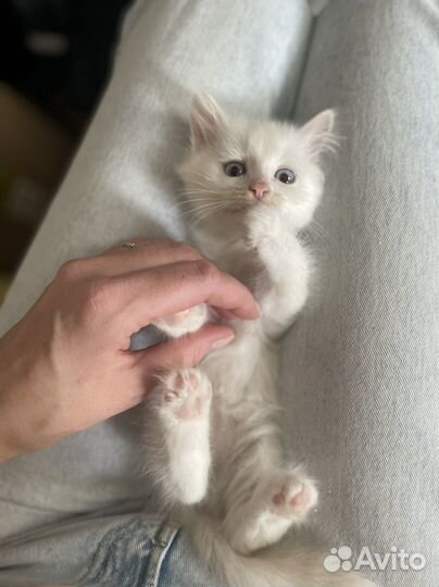 Котята
