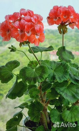 Пеларгония герань лососевая