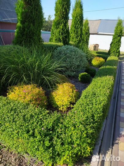 Декор кустарники - мискантус, спирея,дёрен Айвори