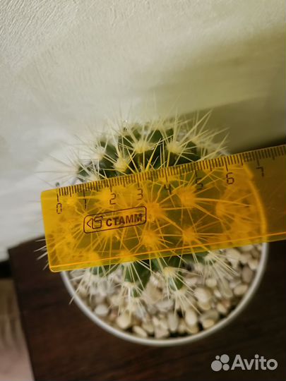 Кактус в горшочке