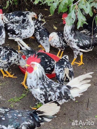 Легорн долматинец инкубационные яйцо