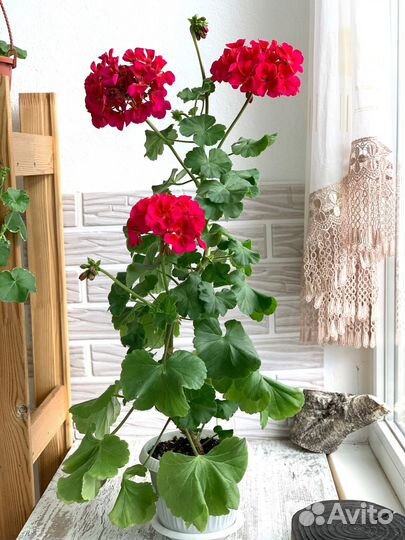 Пеларгония