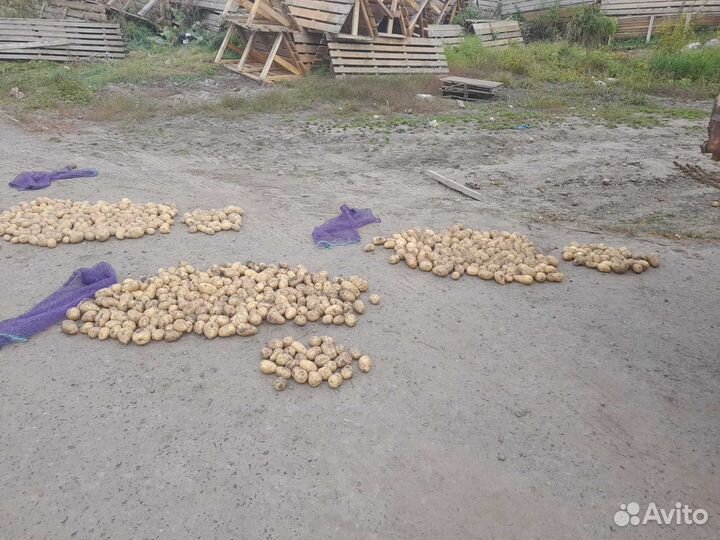 Картофель Гала (крупный)