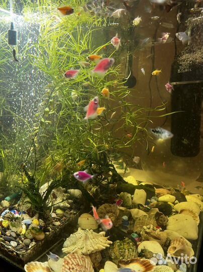 Рыба гуппи, малинейзия 3 видов, гурами, тернеция