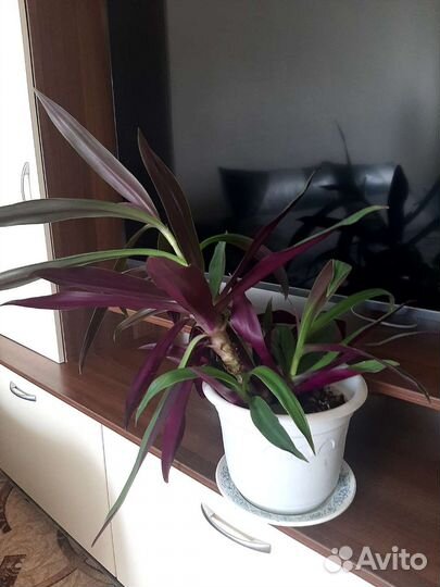 Продам цветы комнатные