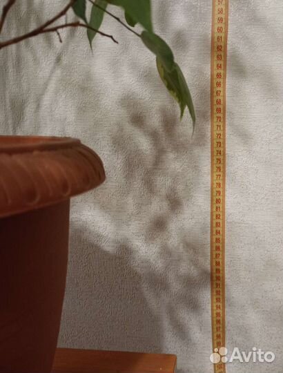 Комнатные растения Фикус