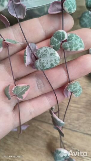 Церопегия вуда вариегатная