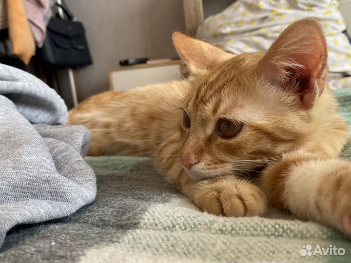 Отдам кота