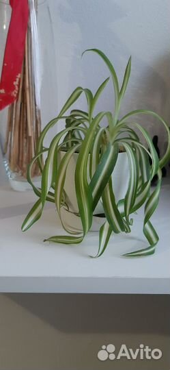 Кактусы и хлорофитум