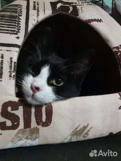 Кошечка в добрые руки