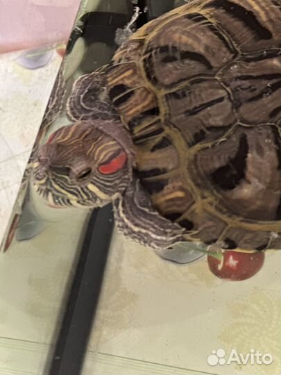 Черепаха с аквариумом водная