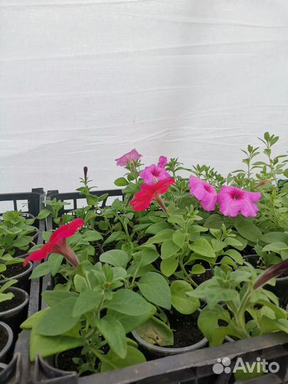 Рассада петуньи ампельной, махровой, каскадной