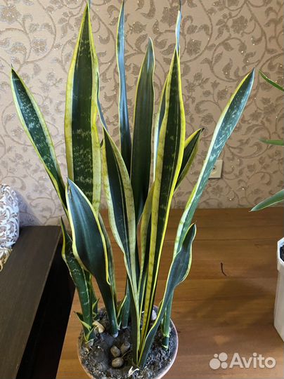 Пальма юкка