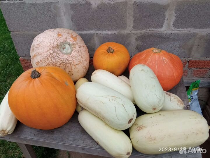 Тыква и кабачки