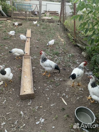Продам молодых петушков