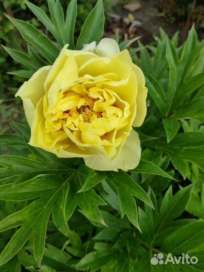 Пионы ито гибриды