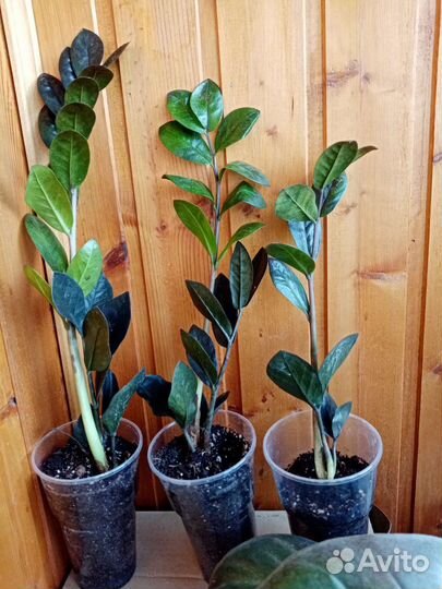 Замиокулькас dowon, zenzi и др