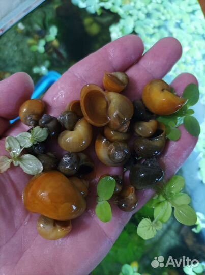 Улитки Ампулярии (от 5 штук)