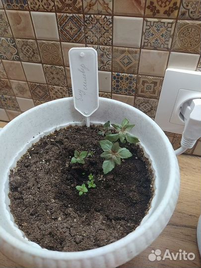 Ахименес Blue Silver