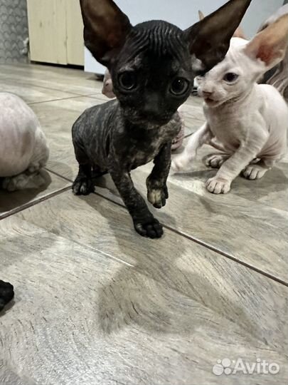 Донской сфинкс котята