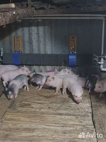 Вьетнамские поросята