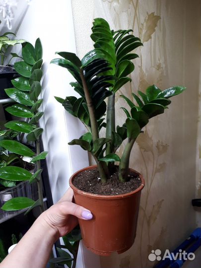 Замик Зензи,Равен,змеелистный,сингмария, аден