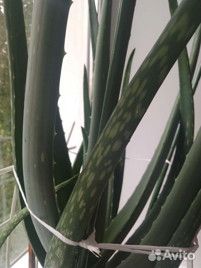 Алоэ вера растение